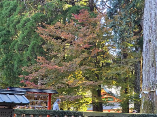 【１１月下旬】霧島神宮の紅葉レポート