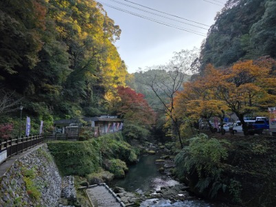 国道２２３号線の紅葉が見頃を迎えました！