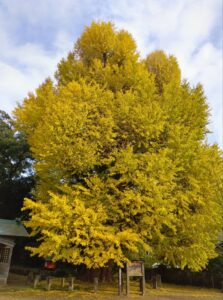 旬の情報をお届けします!