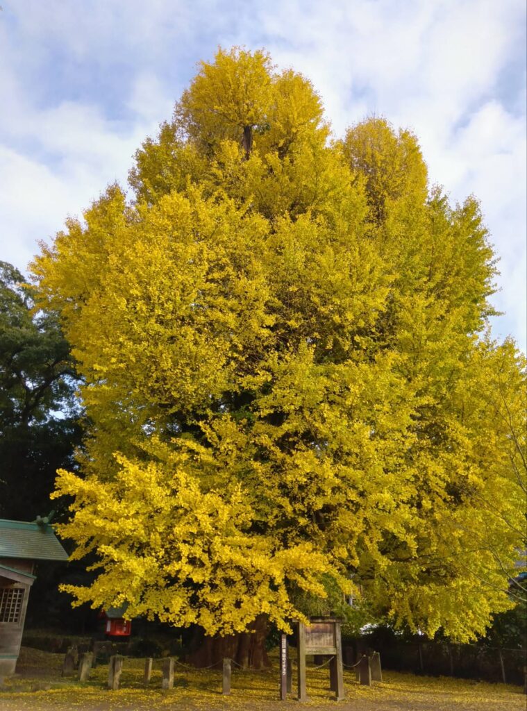 旬の情報をお届けします!