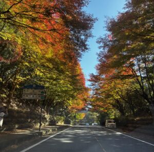 紅葉樹帯トンネル