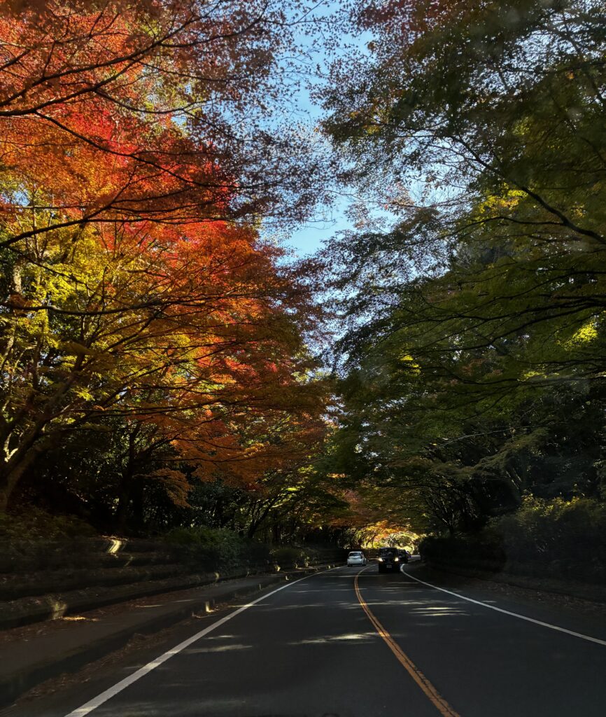 紅葉樹帯トンネル