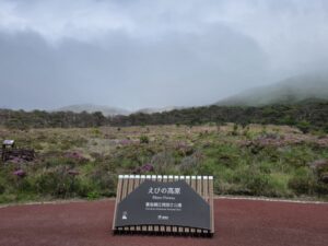 えびの高原つつじヶ丘のミヤマキリシマが見頃を迎えています