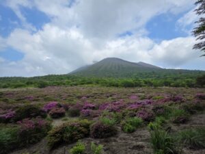 鹿ヶ原のミヤマキリシマを見に行ってきました！（3～４分咲き）