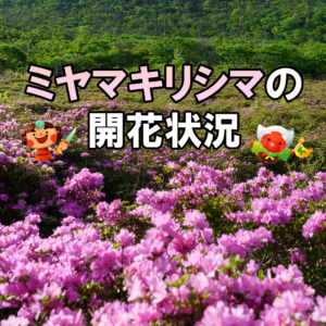 ミヤマキリシマの開花状況 2026