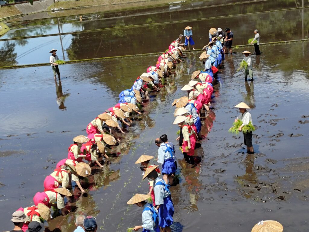 霧島神宮　御田植祭⛩